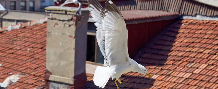 Residential Chimney Animal Removal Solution in Pasadena, CA